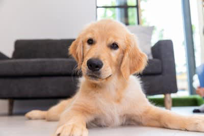 犬が『お姉さん座り』をする理由４選, 1.リラックスしている, 2.まだ座る姿勢が整っていない, 3.お姉さん座りが癖になっている, 4.関節の疾患を患っている可能性, 犬の『お姉さん座り』で今すぐ病院へ行くべき状態