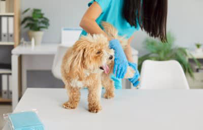 犬が『お姉さん座り』をする理由４選, 1.リラックスしている, 2.まだ座る姿勢が整っていない, 3.お姉さん座りが癖になっている, 4.関節の疾患を患っている可能性, 犬の『お姉さん座り』で今すぐ病院へ行くべき状態