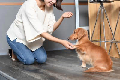 犬が飼い主から「褒められた」ときに思うこと5選, 1.「飼い主が楽しそう！」, 2.「この声や触り方、大好き！」, 3.「これをすると、ご褒美がもらえるぞ！」, 4.「飼い主が満足していて、安心！」, 5.「もっと喜ばせたい！」, 犬のやる気を引き出す上手な褒め方, やってはいけない！逆効果になる褒め方