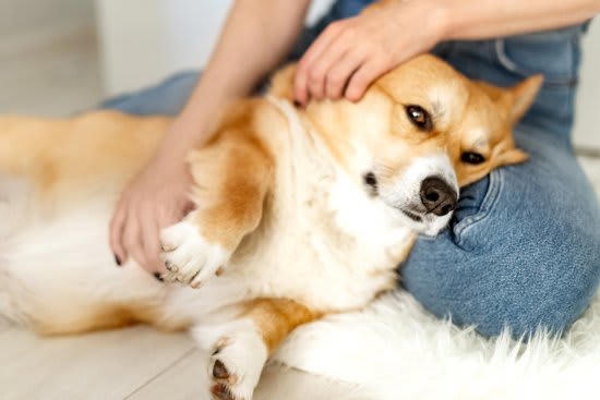 犬が飼い主に伝えたい『感謝の気持ち』５選, 1.「遊んでくれてありがとう」, 2.「美味しいご飯をくれてありがとう」, 3.「安心できる環境をありがとう」, 4.「たっぷり甘えさせてくれてありがとう」, 5.「気持ちを汲み取ってくれてありがとう」, 犬が「ありがとう」を言っているサイン, 犬に伝わるように愛情を与える方法