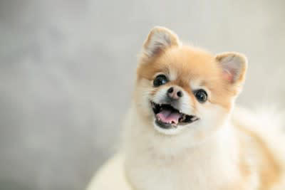 犬が飼い主に伝えたい『感謝の気持ち』５選, 1.「遊んでくれてありがとう」, 2.「美味しいご飯をくれてありがとう」, 3.「安心できる環境をありがとう」, 4.「たっぷり甘えさせてくれてありがとう」, 5.「気持ちを汲み取ってくれてありがとう」, 犬が「ありがとう」を言っているサイン, 犬に伝わるように愛情を与える方法