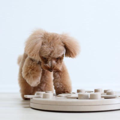 犬におすすめな室内遊び, 1.ロープおもちゃで引っ張りっこ, 2. おもちゃ持ってきて遊び, 3. パズルトイ（知育玩具）, 4. ノーズワーク, 愛犬と室内遊びをするときの注意点