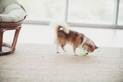 犬におすすめな室内遊び, 1.ロープおもちゃで引っ張りっこ, 2. おもちゃ持ってきて遊び, 3. パズルトイ（知育玩具）, 4. ノーズワーク, 愛犬と室内遊びをするときの注意点