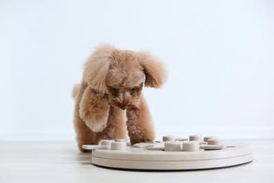 犬におすすめな室内遊び, 1.ロープおもちゃで引っ張りっこ, 2. おもちゃ持ってきて遊び, 3. パズルトイ（知育玩具）, 4. ノーズワーク, 愛犬と室内遊びをするときの注意点