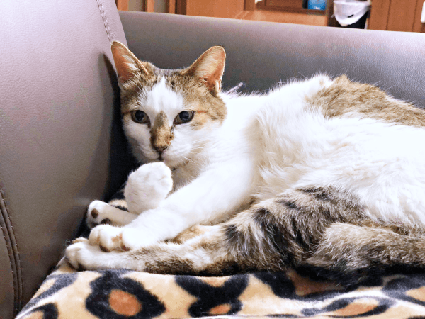 初めて迎えた猫は「女王様」だった！, 腎不全で余命宣告…逆境の中で見せた奇跡, 悲しみのなかで出会った「ジャミラズ」, みぃ～みぃ～ちゃんへ届けたい思い