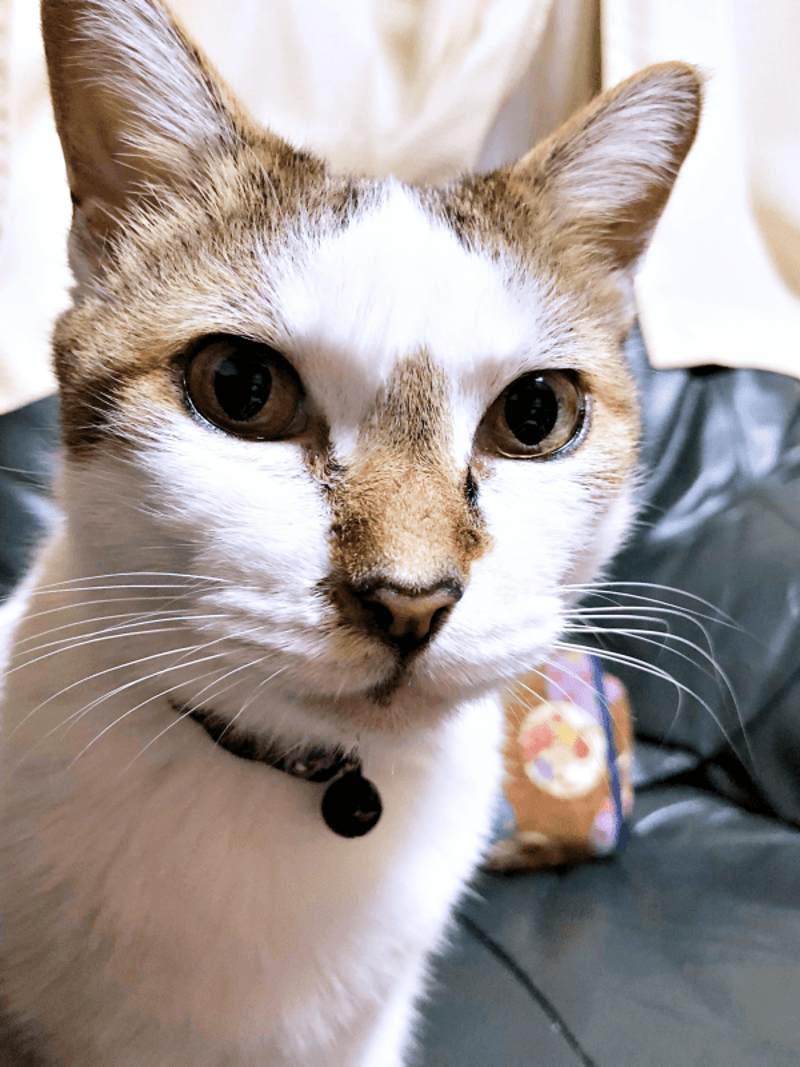 初めて迎えた猫は「女王様」だった！, 腎不全で余命宣告…逆境の中で見せた奇跡, 悲しみのなかで出会った「ジャミラズ」, みぃ～みぃ～ちゃんへ届けたい思い