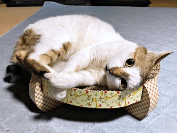 初めて迎えた猫は「女王様」だった！, 腎不全で余命宣告…逆境の中で見せた奇跡, 悲しみのなかで出会った「ジャミラズ」, みぃ～みぃ～ちゃんへ届けたい思い