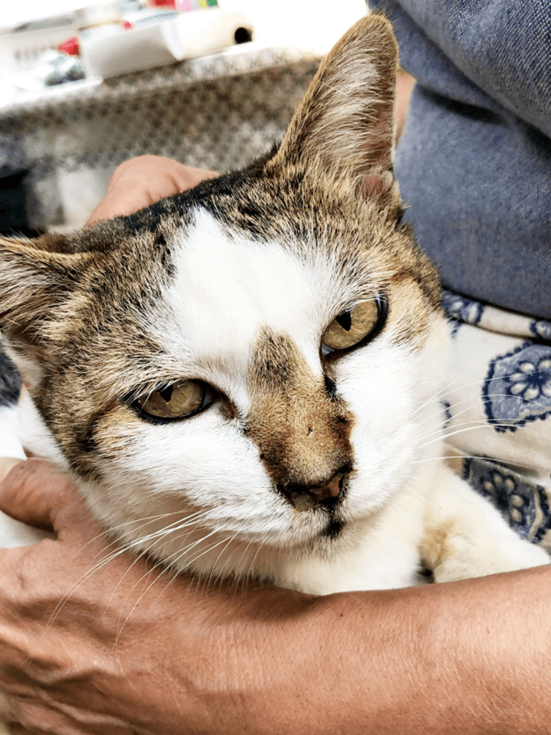 初めて迎えた猫は「女王様」だった！, 腎不全で余命宣告…逆境の中で見せた奇跡, 悲しみのなかで出会った「ジャミラズ」, みぃ～みぃ～ちゃんへ届けたい思い