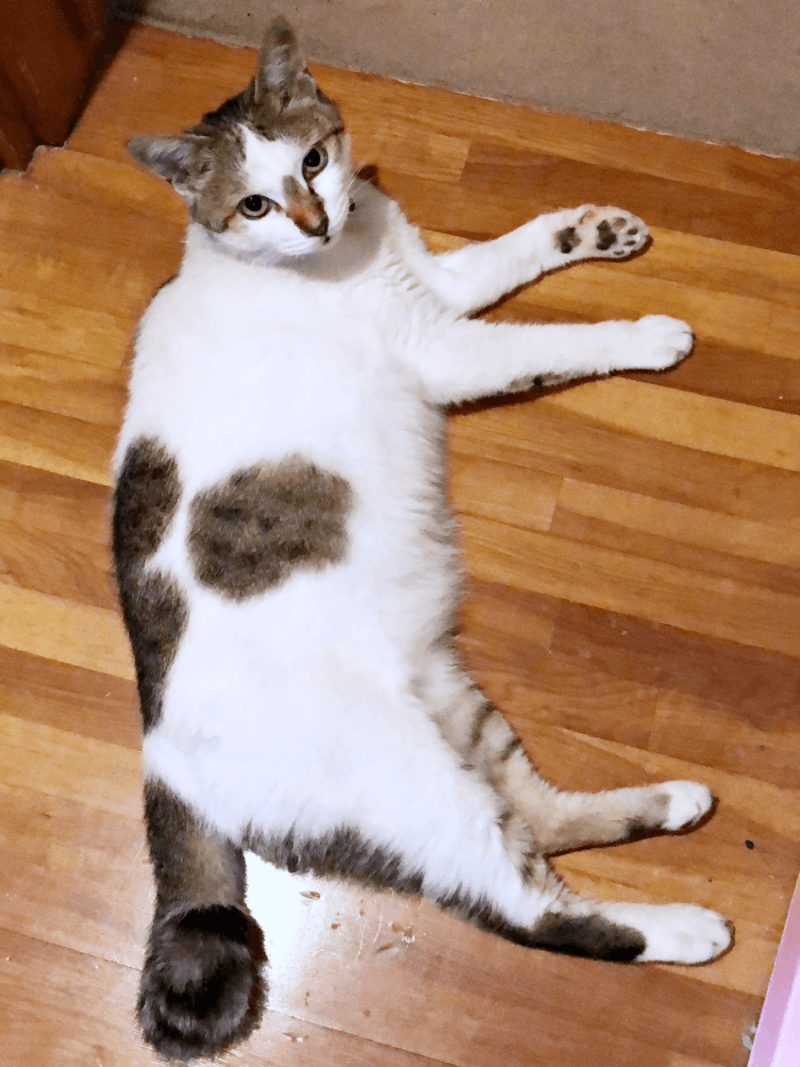 初めて迎えた猫は「女王様」だった！, 腎不全で余命宣告…逆境の中で見せた奇跡, 悲しみのなかで出会った「ジャミラズ」, みぃ～みぃ～ちゃんへ届けたい思い