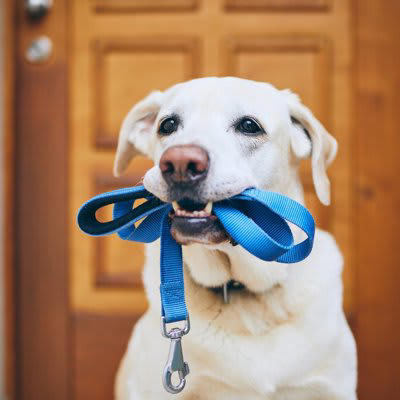 散歩好きな犬がよくする行動3つ, 1.散歩の時間になるとソワソワする, 2.リードを持ってくる, 3.「散歩」という言葉で喜ぶ, 犬に充実した散歩をさせるためのポイント, 散歩に変化をつける, “お楽しみタイム”をつくる, コミュニケーションを取って楽しさを共有する