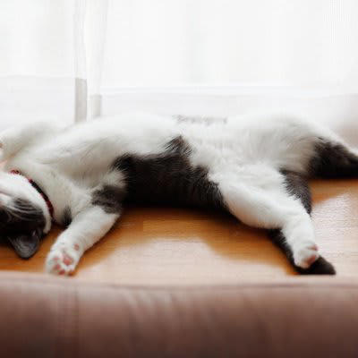 1.安心しきって完全にリラックスしている, 2.構ってアピール, 3.ストレスや不安でフリーズしている, 猫が動かなくなる心理とは？避けたいことがある？, 嫌なことを避けたい, 状況を慎重に見極めている, 体調不良で本当に動けない