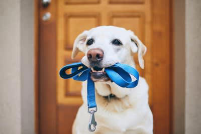 散歩好きな犬がよくする行動3つ, 1.散歩の時間になるとソワソワする, 2.リードを持ってくる, 3.「散歩」という言葉で喜ぶ, 犬に充実した散歩をさせるためのポイント, 散歩に変化をつける, “お楽しみタイム”をつくる, コミュニケーションを取って楽しさを共有する
