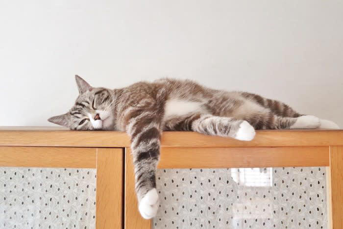1.安心しきって完全にリラックスしている, 2.構ってアピール, 3.ストレスや不安でフリーズしている, 猫が動かなくなる心理とは？避けたいことがある？, 嫌なことを避けたい, 状況を慎重に見極めている, 体調不良で本当に動けない