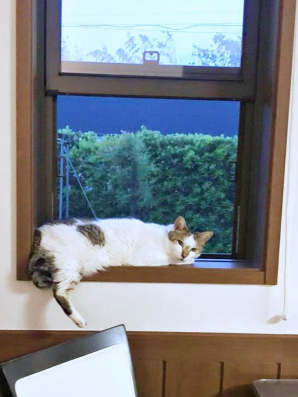 初めて迎えた猫は「女王様」だった！, 腎不全で余命宣告…逆境の中で見せた奇跡, 悲しみのなかで出会った「ジャミラズ」, みぃ～みぃ～ちゃんへ届けたい思い