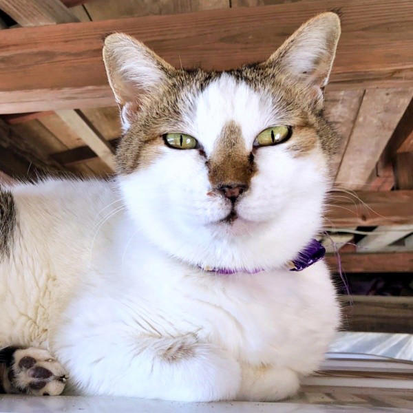 初めて迎えた猫は「女王様」だった！, 腎不全で余命宣告…逆境の中で見せた奇跡, 悲しみのなかで出会った「ジャミラズ」, みぃ～みぃ～ちゃんへ届けたい思い