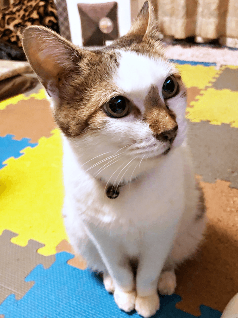 初めて迎えた猫は「女王様」だった！, 腎不全で余命宣告…逆境の中で見せた奇跡, 悲しみのなかで出会った「ジャミラズ」, みぃ～みぃ～ちゃんへ届けたい思い