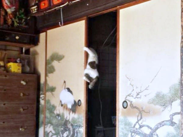 初めて迎えた猫は「女王様」だった！, 腎不全で余命宣告…逆境の中で見せた奇跡, 悲しみのなかで出会った「ジャミラズ」, みぃ～みぃ～ちゃんへ届けたい思い