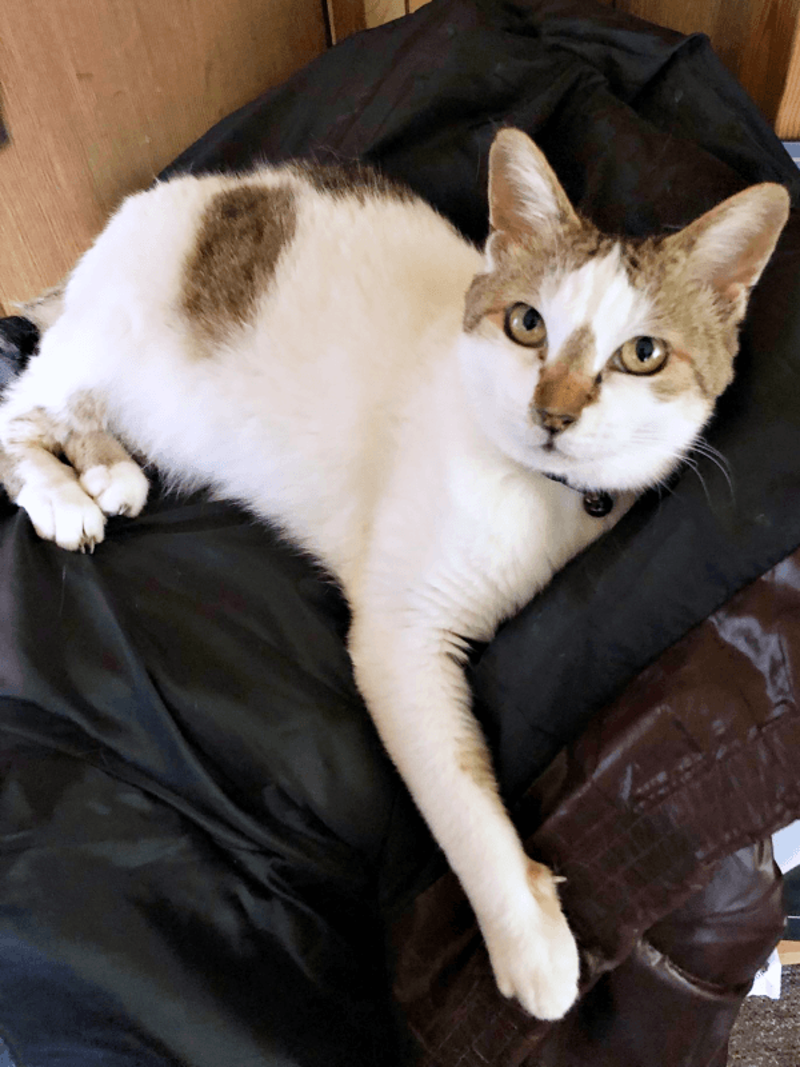 初めて迎えた猫は「女王様」だった！, 腎不全で余命宣告…逆境の中で見せた奇跡, 悲しみのなかで出会った「ジャミラズ」, みぃ～みぃ～ちゃんへ届けたい思い