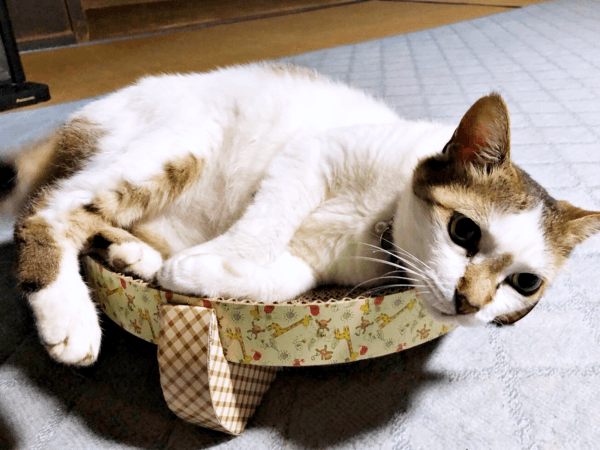 初めて迎えた猫は「女王様」だった！, 腎不全で余命宣告…逆境の中で見せた奇跡, 悲しみのなかで出会った「ジャミラズ」, みぃ～みぃ～ちゃんへ届けたい思い