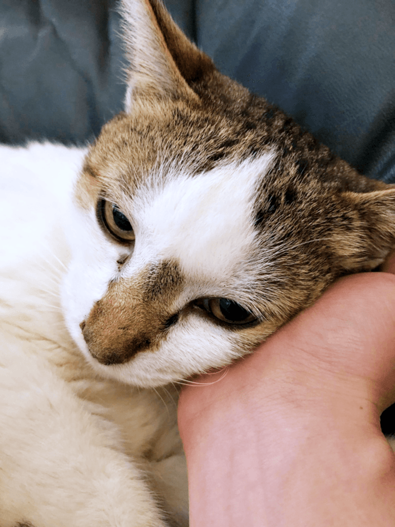 初めて迎えた猫は「女王様」だった！, 腎不全で余命宣告…逆境の中で見せた奇跡, 悲しみのなかで出会った「ジャミラズ」, みぃ～みぃ～ちゃんへ届けたい思い