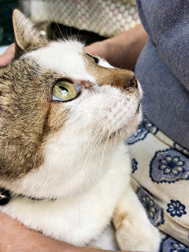 初めて迎えた猫は「女王様」だった！, 腎不全で余命宣告…逆境の中で見せた奇跡, 悲しみのなかで出会った「ジャミラズ」, みぃ～みぃ～ちゃんへ届けたい思い