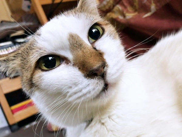 初めて迎えた猫は「女王様」だった！, 腎不全で余命宣告…逆境の中で見せた奇跡, 悲しみのなかで出会った「ジャミラズ」, みぃ～みぃ～ちゃんへ届けたい思い