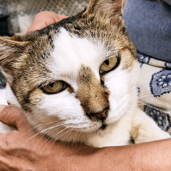 初めて迎えた猫は「女王様」だった！, 腎不全で余命宣告…逆境の中で見せた奇跡, 悲しみのなかで出会った「ジャミラズ」, みぃ～みぃ～ちゃんへ届けたい思い