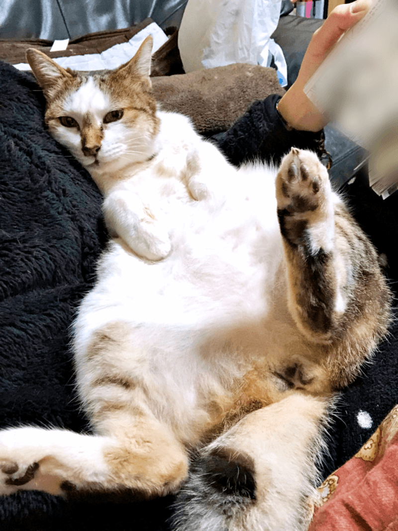 初めて迎えた猫は「女王様」だった！, 腎不全で余命宣告…逆境の中で見せた奇跡, 悲しみのなかで出会った「ジャミラズ」, みぃ～みぃ～ちゃんへ届けたい思い