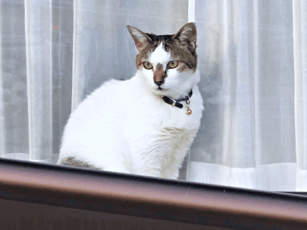 初めて迎えた猫は「女王様」だった！, 腎不全で余命宣告…逆境の中で見せた奇跡, 悲しみのなかで出会った「ジャミラズ」, みぃ～みぃ～ちゃんへ届けたい思い