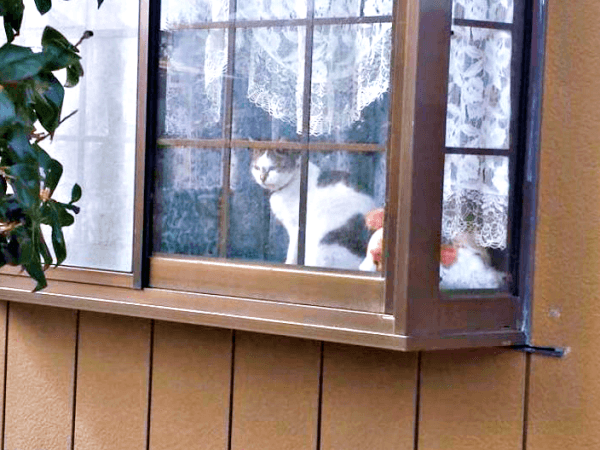 初めて迎えた猫は「女王様」だった！, 腎不全で余命宣告…逆境の中で見せた奇跡, 悲しみのなかで出会った「ジャミラズ」, みぃ～みぃ～ちゃんへ届けたい思い