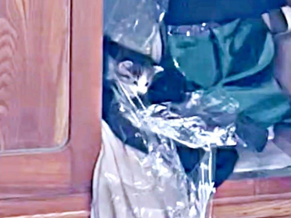初めて迎えた猫は「女王様」だった！, 腎不全で余命宣告…逆境の中で見せた奇跡, 悲しみのなかで出会った「ジャミラズ」, みぃ～みぃ～ちゃんへ届けたい思い