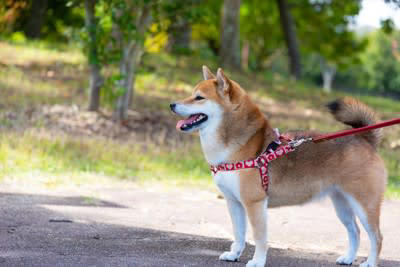 散歩好きな犬がよくする行動3つ, 1.散歩の時間になるとソワソワする, 2.リードを持ってくる, 3.「散歩」という言葉で喜ぶ, 犬に充実した散歩をさせるためのポイント, 散歩に変化をつける, “お楽しみタイム”をつくる, コミュニケーションを取って楽しさを共有する