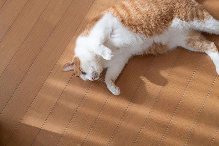 1.安心しきって完全にリラックスしている, 2.構ってアピール, 3.ストレスや不安でフリーズしている, 猫が動かなくなる心理とは？避けたいことがある？, 嫌なことを避けたい, 状況を慎重に見極めている, 体調不良で本当に動けない