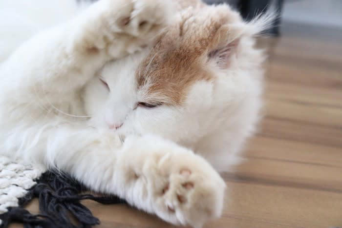 1.安心しきって完全にリラックスしている, 2.構ってアピール, 3.ストレスや不安でフリーズしている, 猫が動かなくなる心理とは？避けたいことがある？, 嫌なことを避けたい, 状況を慎重に見極めている, 体調不良で本当に動けない