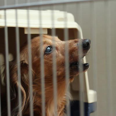 犬が鳴き続けるときにできること, 1.観察して原因を特定すること, 2.過度に反応しないこと, 3.運動量と刺激を増やすこと, 4.かかりつけの獣医師に相談すること, 鳴き続ける犬を落ち着かせる方法