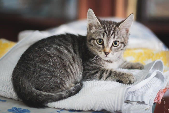 1.飼い主さんのニオイ, 2.ふかふか＆温かい心地よさ, 3.自分のものにした縄張り意識, 4.飼い主さんに注目してもらいたい