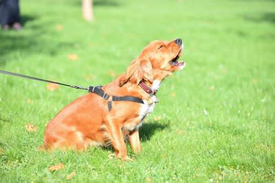 犬が鳴き続けるときにできること, 1.観察して原因を特定すること, 2.過度に反応しないこと, 3.運動量と刺激を増やすこと, 4.かかりつけの獣医師に相談すること, 鳴き続ける犬を落ち着かせる方法