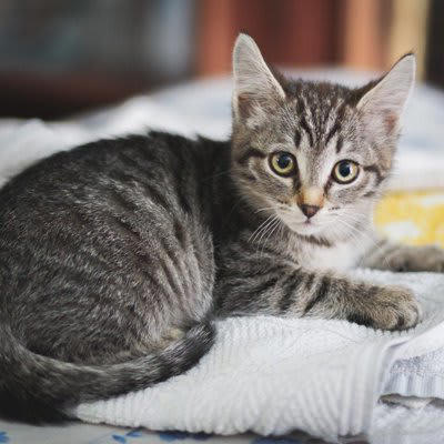 1.飼い主さんのニオイ, 2.ふかふか＆温かい心地よさ, 3.自分のものにした縄張り意識, 4.飼い主さんに注目してもらいたい