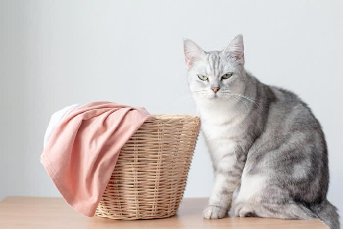 1.飼い主さんのニオイ, 2.ふかふか＆温かい心地よさ, 3.自分のものにした縄張り意識, 4.飼い主さんに注目してもらいたい
