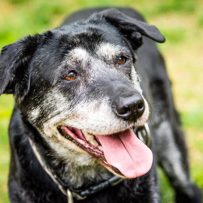 犬が『シニア』初期段階でみせるサイン, 活動量が減り寝ている時間が増える, 歩く速度が遅くなる, 段差や高低差のある場所への移動を躊躇する, 散歩を早めに切り上げようとする, 呼びかけへの反応が鈍くなる, 愛犬が変化してきたときに飼い主がすべき準備