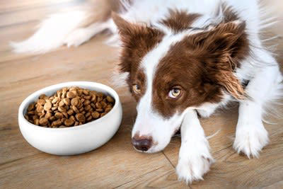 犬が拗ねているときのサイン4選, 1.呼びかけを無視する, 3.イタズラをする, 4.ご飯を食べない, 犬が不機嫌になる原因と嬉しい気持ちにさせるコツ