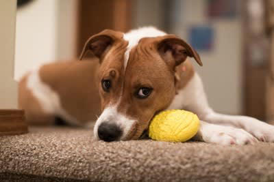 犬が拗ねているときのサイン4選, 1.呼びかけを無視する, 3.イタズラをする, 4.ご飯を食べない, 犬が不機嫌になる原因と嬉しい気持ちにさせるコツ