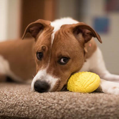 犬が拗ねているときのサイン4選, 1.呼びかけを無視する, 3.イタズラをする, 4.ご飯を食べない, 犬が不機嫌になる原因と嬉しい気持ちにさせるコツ