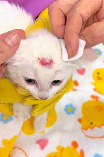 警戒心が強く、なかなか保護できなかった子猫, 生後2カ月で保護、今は1歳に, 「心を開いた」と確信した、小さなサイン, 手がかかるほど、心を開いた瞬間は尊い, 「信じて、声をかけ続けること」, 多くの人の手で救われた命