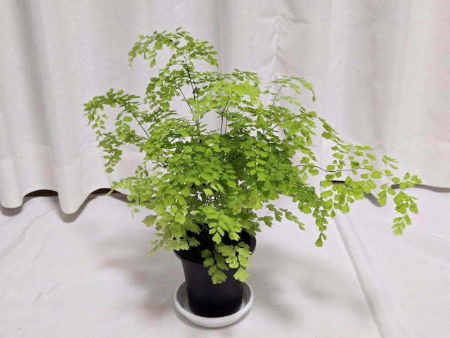 ・楽天「観葉植物福袋」, ・ドラセナ ジェレ, ・モンステラ アダンソニー, ・フィロデンドロン, ・おうちの緑化促進に