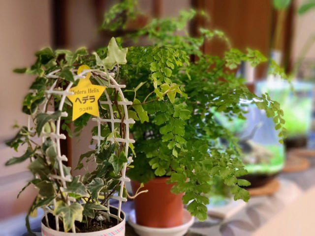 ・楽天「観葉植物福袋」, ・ドラセナ ジェレ, ・モンステラ アダンソニー, ・フィロデンドロン, ・おうちの緑化促進に