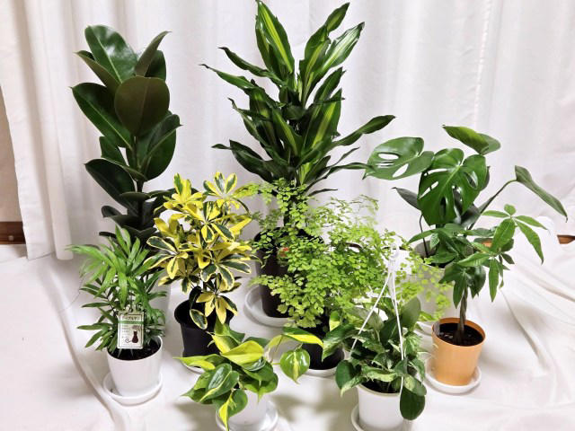 ・楽天「観葉植物福袋」, ・ドラセナ ジェレ, ・モンステラ アダンソニー, ・フィロデンドロン, ・おうちの緑化促進に