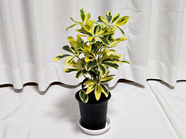 ・楽天「観葉植物福袋」, ・ドラセナ ジェレ, ・モンステラ アダンソニー, ・フィロデンドロン, ・おうちの緑化促進に
