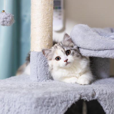 猫が疑問形で『ニャ？』と鳴くときの理由, 1.相手の反応を確かめている, 2.ごはんや遊びなどの「要求」を伝えている, 3.不安で周囲の状況を確認したいとき, 「ニャ？」のときに見るべき3つの行動サイン