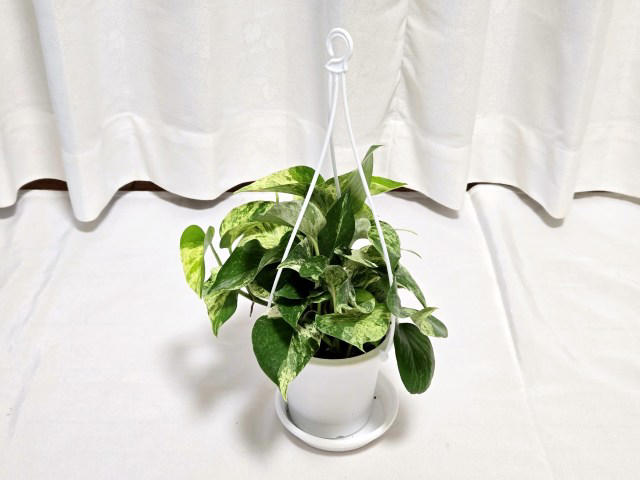 ・楽天「観葉植物福袋」, ・ドラセナ ジェレ, ・モンステラ アダンソニー, ・フィロデンドロン, ・おうちの緑化促進に